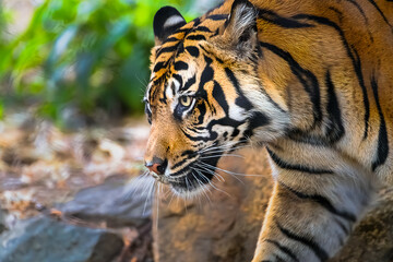  2021-03-23 A PROFILE UP CLOSE SHOT OF A SUMATRAN TIGER WITH A BEAUTIFUL EYE AND NICE FUR