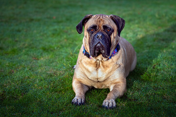 2024-01-01 A STRAIGHT ON SHOT OF A FAWN COLORED BULLMASTIFF LYING ON GRASS STARING OUT ON MERCER ISLAND WASHINGTON