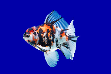 goldfish side view on blue background