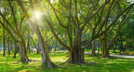Beautiful green banyan tree, many trunks intertwined into one huge ficus microcarpa