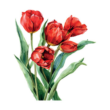bouquet of red tulips cartoon style watercolor illustration on white background