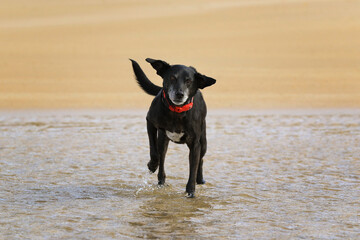 Mischling - Schwarzer Hund am Strand