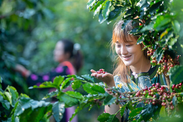 Organic arabica coffee with farmer collecting on farm harvesting berries Robusta and arabica coffee...