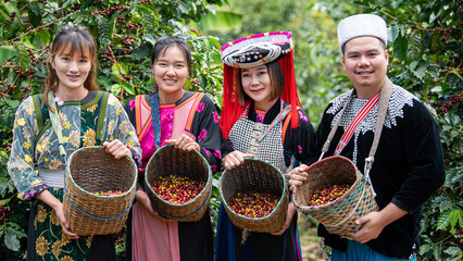Organic arabica coffee with farmer harvest in farm.harvesting Robusta and arabica coffee berries by...