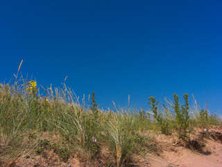 Dawlish warren