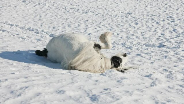 Wei&szlig;es Irish Tinker Pferd rollt und spielt im Schnee