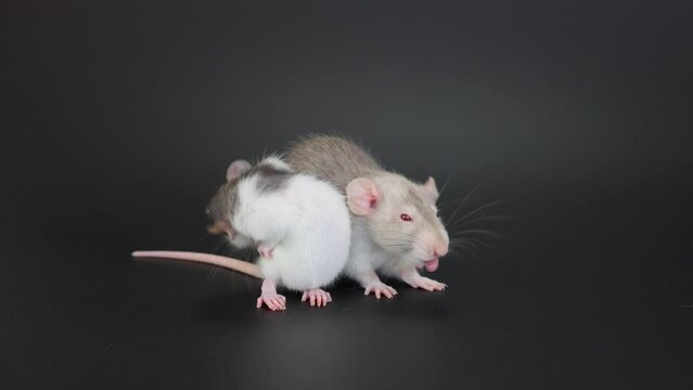 Two rats sit on a black background and wash themselves