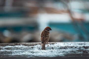 The sparrow brutally stands with its back to the camera, sparrow, bird, winter.