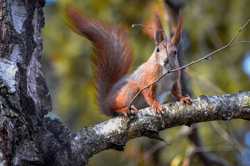 A fluffy cute red squirrel sits on the birch tree brunch and looks right towards the camera lens.