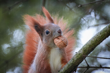 A red squirrel sits on the branch, holds a walnut in the mouth, and looks into a camera. Squirrel is holding a walnut in the mouth close-up portrait. Squirrel with walnut.