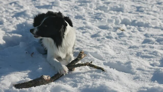 Junger Border Collie Hund spielt und kaut in Zeitlupe und im Schnee auf einem Baumast, Holz Stecken