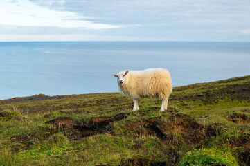 Obraz premium Famous white Icelandic sheep standing and bleating on a hill on the sea background. Iceland