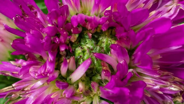 Macro time lapse blooming pink Aster flower close-up