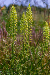 Selective focus of wild grass flower in meadow in spring, Reseda lutea or the yellow mignonette or wild mignonette is a species of fragrant herbaceous plant, Nature floral background