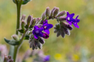 Anchusa officinalis, commonly known as the common bugloss or alkanet with green background
