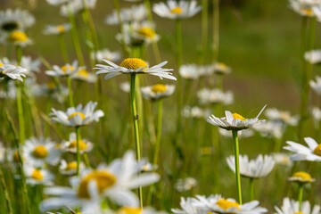 Wild daisy flowers growing on meadow, white chamomiles. Oxeye daisy, Leucanthemum vulgare, Daisies,...