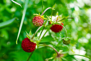 Macro photo of Fragaria vesca, commonly called wild strawberry
