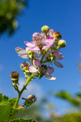 Soft pink blackberry flowers and buds in spring - Rubus fruticosus