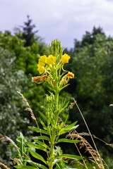 Yellow evening primrose Oenothera biennis, medicine plant for cosmetics, skin care and eczema