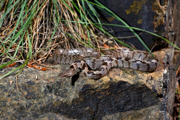European cat snake // Europäische Katzennatter (Telescopus fallax) - Dalyan, Turkey