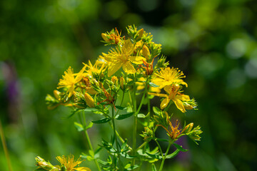 close-up of the yellow blossoms of Hypericum perforatum, a herbal medicine