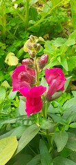 Pink Snapdragon Flowers on Green Leaves Background