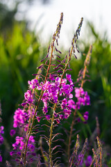 Wonderful flowering fireweed Chamaenerion angustifolium highlighted by the evening sun. A bunch of marvelous blossoming rosebay willowherbs