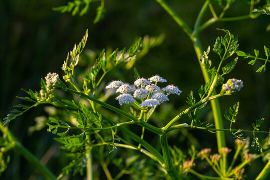 Conium maculatum, colloquially known as hemlock, poison hemlock or wild hemlock, is a highly poisonous biennial herbaceous flowering plant in the carrot family Apiaceae