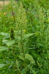 Chenopodium album, edible plant, common names include lamb's quarters, melde, goosefoot, white goosefoot, wild spinach, bathua and fat-hen
