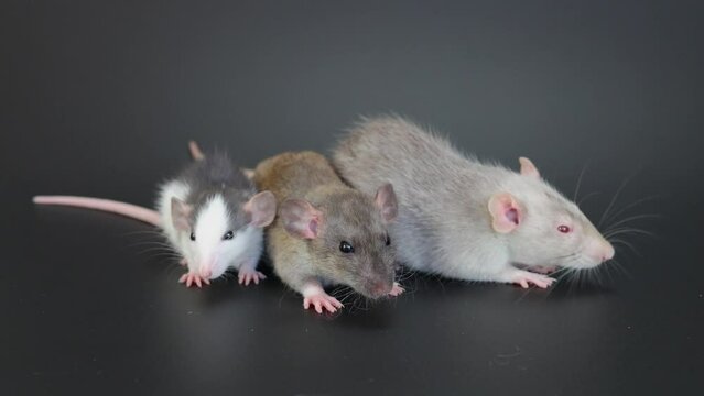 Three rats sit on a black background and wash themselves.