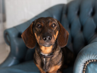 Adorable Dachshund looking at the camera