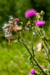 Thistle Carduus acanthoides grows in the wild in summer