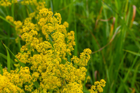 Galium verum, lady's bedstraw or yellow bedstraw low scrambling plant, leaves broad, shiny dark green, hairy underneath, flowers yellow and produced in dense clusters