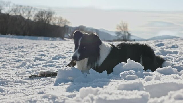 Junger, h&uuml;bscher Border Collie Hund spielt im Schnee mit einem Baumast, mit seinem Spielzeug an einem sonnigen Tag auf einem Feld. 