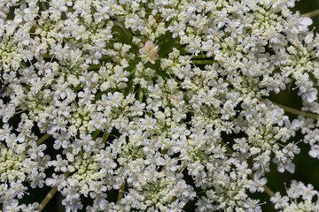 Daucus carota known as wild carrot blooming plant