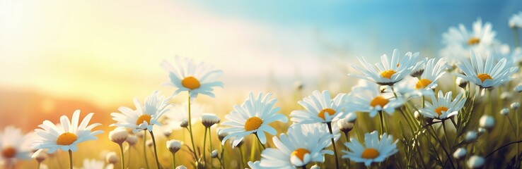 meadow with flowers, background, wallpaper 