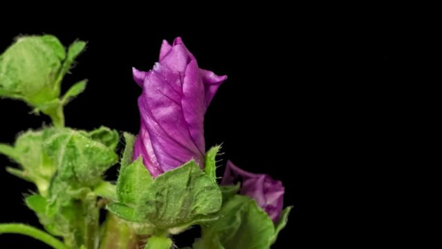 Macro time lapse blooming Malva sylvestris (Common Mallow) flower on pure black background