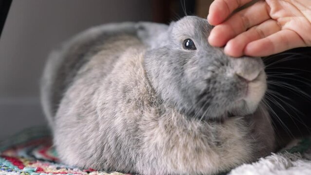 girl's hand is stroking a grey rabbit by the window. The animal moves its nose, twitches its whiskers. The love of pets and their owners. Close-up.