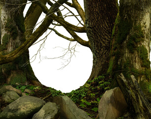 Forest PNG background. Old mossy trees, branches, stones, rocks in the woods. Copy space composed by tree frame