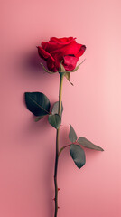 Obraz premium Red rose on a pink background.