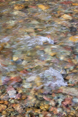 Colorful river rocks in Montana