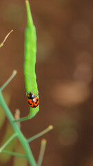 ladybug on a leaf