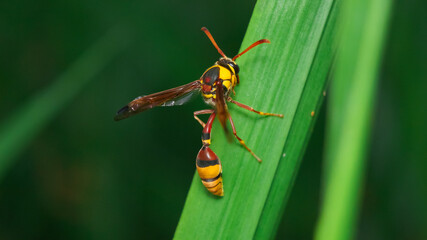 Great Potter Wasp