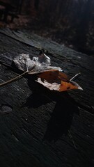 Leaf on table