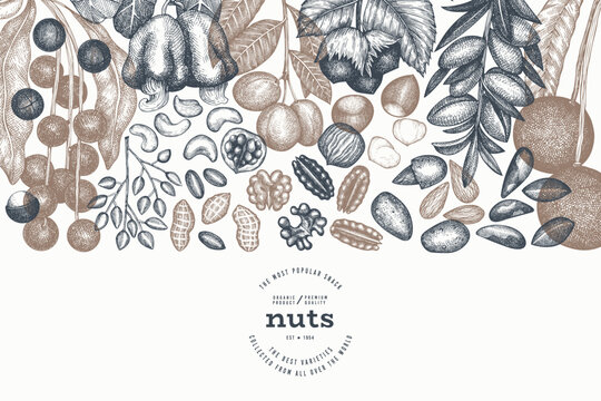 Hand Drawn Nuts Branch And Kernels  Template. Organic Seed Vector Design. Retro Nut Illustration. Engraved Style Botanical Banner.