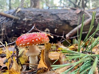 red mushroom in the forest