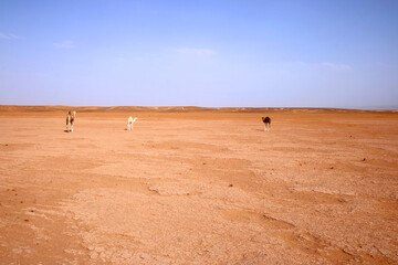 The Sahara desert landscape in Morocco between M'Hamid El Ghizlane and Erg Chigaga