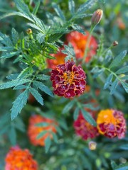 red and yellow flowers