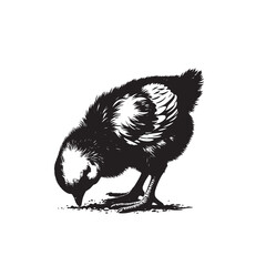 Chick, baby bird vector