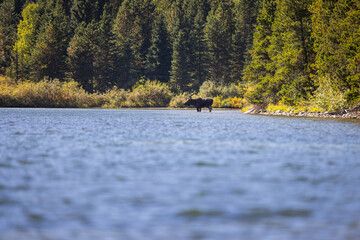 Bull moose in Red Rock Lake